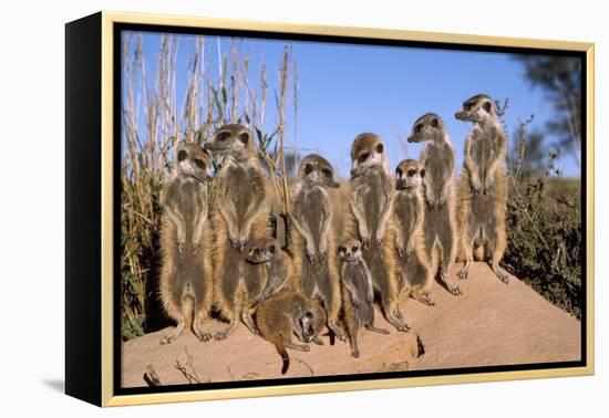 Meerkat Sunbathing in Early Morning-null-Framed Premier Image Canvas