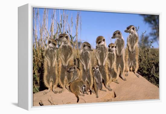 Meerkat Sunbathing in Early Morning-null-Framed Premier Image Canvas