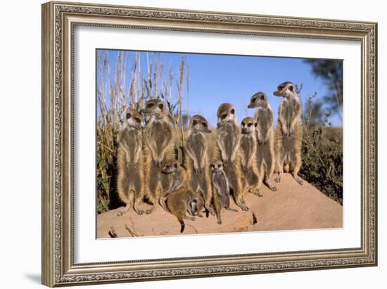 Meerkat Sunbathing in Early Morning-null-Framed Photographic Print