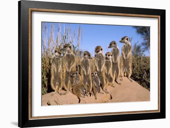 Meerkat Sunbathing in Early Morning-null-Framed Photographic Print