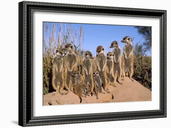 Meerkat Sunbathing in Early Morning-null-Framed Photographic Print