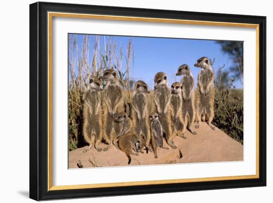 Meerkat Sunbathing in Early Morning-null-Framed Photographic Print