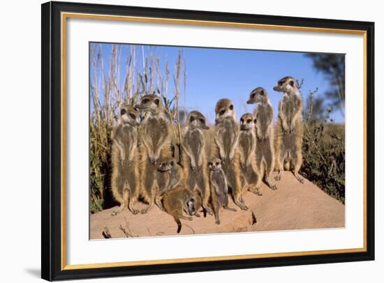 Meerkat Sunbathing in Early Morning-null-Framed Photographic Print