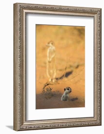 Meerkat (Suricata Suricatta) Emerging From Burrow, Kgalagadi Transfrontier Park, Northern Cape-Ann & Steve Toon-Framed Photographic Print