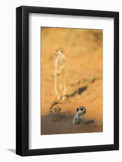 Meerkat (Suricata Suricatta) Emerging From Burrow, Kgalagadi Transfrontier Park, Northern Cape-Ann & Steve Toon-Framed Photographic Print