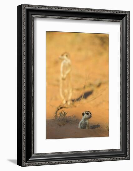 Meerkat (Suricata Suricatta) Emerging From Burrow, Kgalagadi Transfrontier Park, Northern Cape-Ann & Steve Toon-Framed Photographic Print