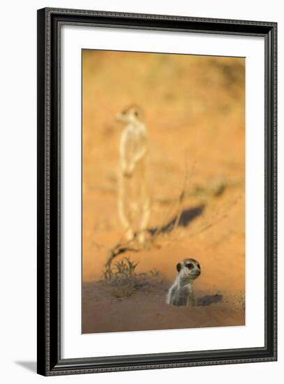 Meerkat (Suricata Suricatta) Emerging From Burrow, Kgalagadi Transfrontier Park, Northern Cape-Ann & Steve Toon-Framed Photographic Print