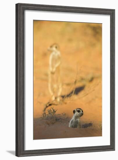 Meerkat (Suricata Suricatta) Emerging From Burrow, Kgalagadi Transfrontier Park, Northern Cape-Ann & Steve Toon-Framed Photographic Print