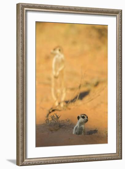 Meerkat (Suricata Suricatta) Emerging From Burrow, Kgalagadi Transfrontier Park, Northern Cape-Ann & Steve Toon-Framed Photographic Print