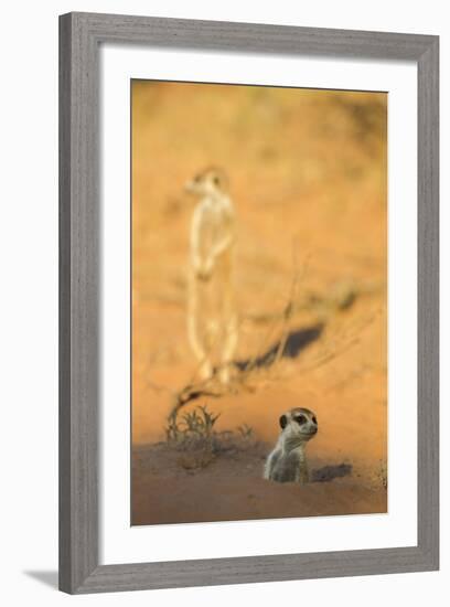 Meerkat (Suricata Suricatta) Emerging From Burrow, Kgalagadi Transfrontier Park, Northern Cape-Ann & Steve Toon-Framed Photographic Print