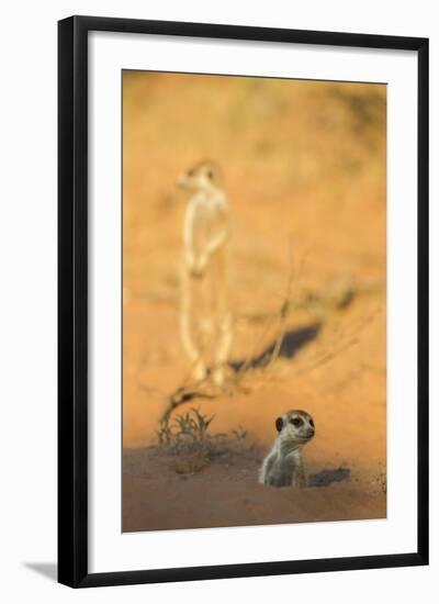 Meerkat (Suricata Suricatta) Emerging From Burrow, Kgalagadi Transfrontier Park, Northern Cape-Ann & Steve Toon-Framed Photographic Print