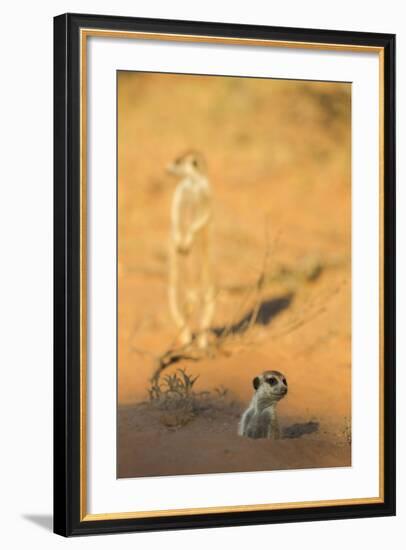 Meerkat (Suricata Suricatta) Emerging From Burrow, Kgalagadi Transfrontier Park, Northern Cape-Ann & Steve Toon-Framed Photographic Print