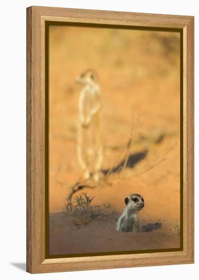 Meerkat (Suricata Suricatta) Emerging From Burrow, Kgalagadi Transfrontier Park, Northern Cape-Ann & Steve Toon-Framed Premier Image Canvas