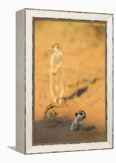 Meerkat (Suricata Suricatta) Emerging From Burrow, Kgalagadi Transfrontier Park, Northern Cape-Ann & Steve Toon-Framed Premier Image Canvas