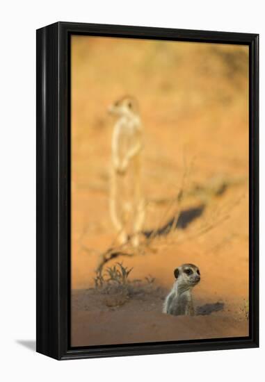 Meerkat (Suricata Suricatta) Emerging From Burrow, Kgalagadi Transfrontier Park, Northern Cape-Ann & Steve Toon-Framed Premier Image Canvas