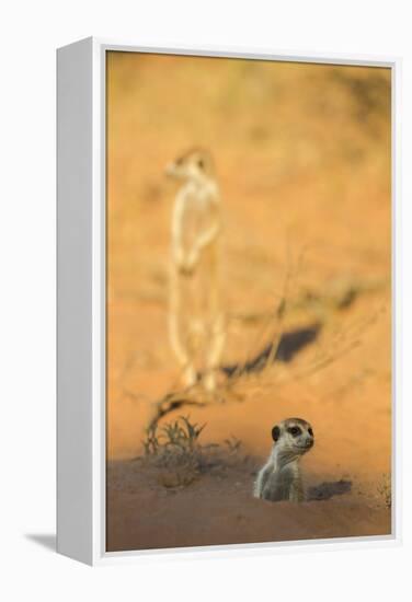 Meerkat (Suricata Suricatta) Emerging From Burrow, Kgalagadi Transfrontier Park, Northern Cape-Ann & Steve Toon-Framed Premier Image Canvas