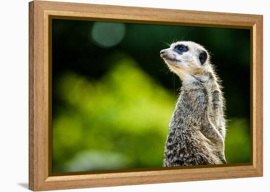 Meerkat (Suricata Suricatta), in Captivity, United Kingdom, Europe-John Alexander-Framed Premier Image Canvas