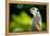 Meerkat (Suricata Suricatta), in Captivity, United Kingdom, Europe-John Alexander-Framed Premier Image Canvas