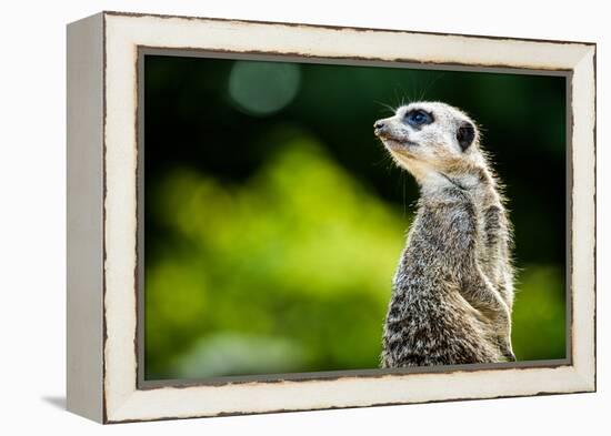 Meerkat (Suricata Suricatta), in Captivity, United Kingdom, Europe-John Alexander-Framed Premier Image Canvas