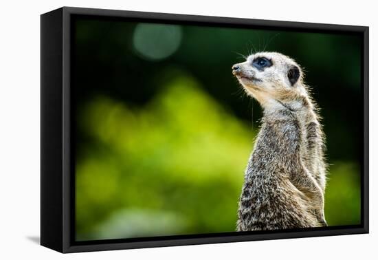 Meerkat (Suricata Suricatta), in Captivity, United Kingdom, Europe-John Alexander-Framed Premier Image Canvas