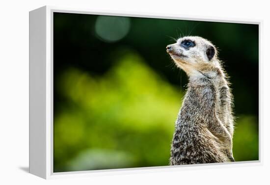 Meerkat (Suricata Suricatta), in Captivity, United Kingdom, Europe-John Alexander-Framed Premier Image Canvas