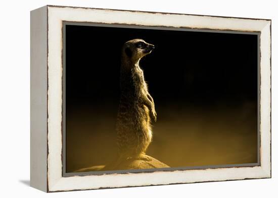 Meerkat (Suricata Suricatta), in Captivity, United Kingdom, Europe-John Alexander-Framed Premier Image Canvas