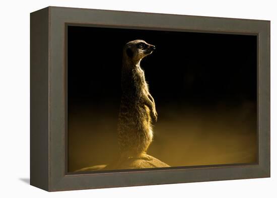 Meerkat (Suricata Suricatta), in Captivity, United Kingdom, Europe-John Alexander-Framed Premier Image Canvas