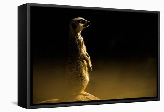 Meerkat (Suricata Suricatta), in Captivity, United Kingdom, Europe-John Alexander-Framed Premier Image Canvas