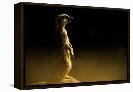 Meerkat (Suricata Suricatta), in Captivity, United Kingdom, Europe-John Alexander-Framed Premier Image Canvas