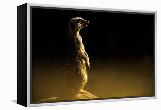 Meerkat (Suricata Suricatta), in Captivity, United Kingdom, Europe-John Alexander-Framed Premier Image Canvas