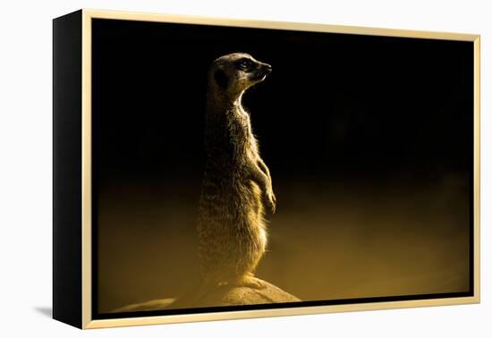 Meerkat (Suricata Suricatta), in Captivity, United Kingdom, Europe-John Alexander-Framed Premier Image Canvas