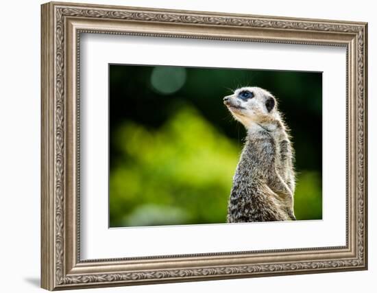 Meerkat (Suricata Suricatta), in Captivity, United Kingdom, Europe-John Alexander-Framed Photographic Print