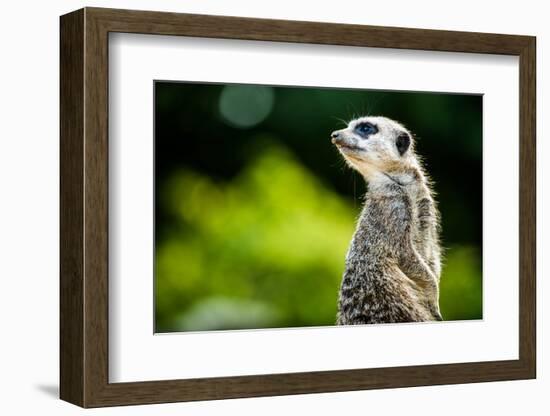 Meerkat (Suricata Suricatta), in Captivity, United Kingdom, Europe-John Alexander-Framed Photographic Print