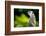 Meerkat (Suricata Suricatta), in Captivity, United Kingdom, Europe-John Alexander-Framed Photographic Print