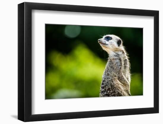 Meerkat (Suricata Suricatta), in Captivity, United Kingdom, Europe-John Alexander-Framed Photographic Print