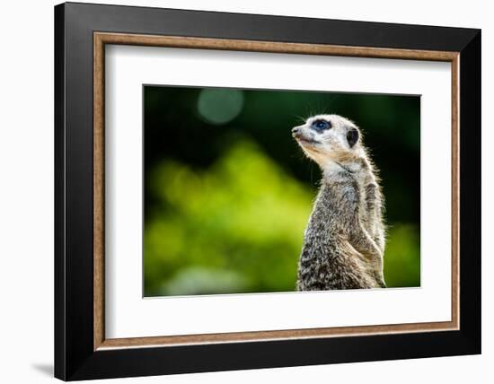 Meerkat (Suricata Suricatta), in Captivity, United Kingdom, Europe-John Alexander-Framed Photographic Print