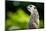 Meerkat (Suricata Suricatta), in Captivity, United Kingdom, Europe-John Alexander-Mounted Photographic Print