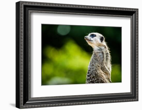 Meerkat (Suricata Suricatta), in Captivity, United Kingdom, Europe-John Alexander-Framed Photographic Print