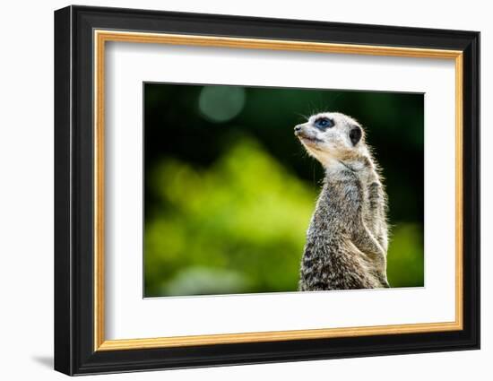 Meerkat (Suricata Suricatta), in Captivity, United Kingdom, Europe-John Alexander-Framed Photographic Print