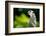 Meerkat (Suricata Suricatta), in Captivity, United Kingdom, Europe-John Alexander-Framed Photographic Print