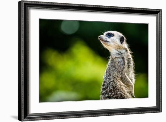 Meerkat (Suricata Suricatta), in Captivity, United Kingdom, Europe-John Alexander-Framed Photographic Print