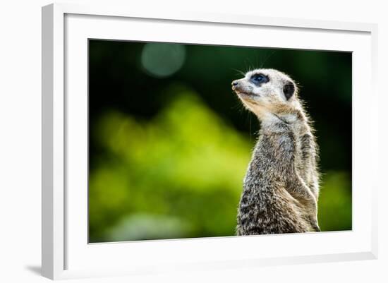 Meerkat (Suricata Suricatta), in Captivity, United Kingdom, Europe-John Alexander-Framed Photographic Print