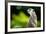 Meerkat (Suricata Suricatta), in Captivity, United Kingdom, Europe-John Alexander-Framed Photographic Print