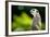 Meerkat (Suricata Suricatta), in Captivity, United Kingdom, Europe-John Alexander-Framed Photographic Print