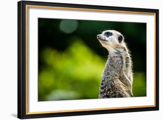 Meerkat (Suricata Suricatta), in Captivity, United Kingdom, Europe-John Alexander-Framed Photographic Print