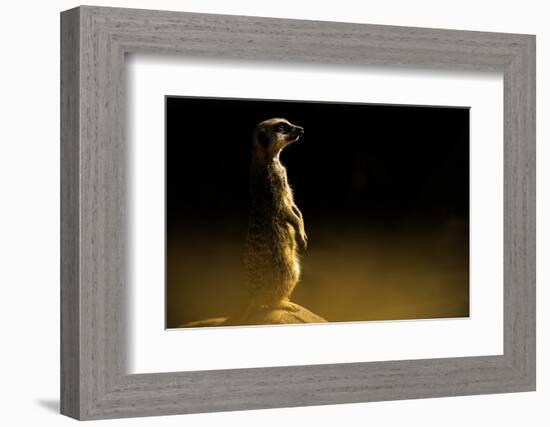 Meerkat (Suricata Suricatta), in Captivity, United Kingdom, Europe-John Alexander-Framed Photographic Print