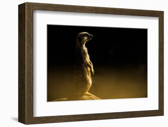 Meerkat (Suricata Suricatta), in Captivity, United Kingdom, Europe-John Alexander-Framed Photographic Print