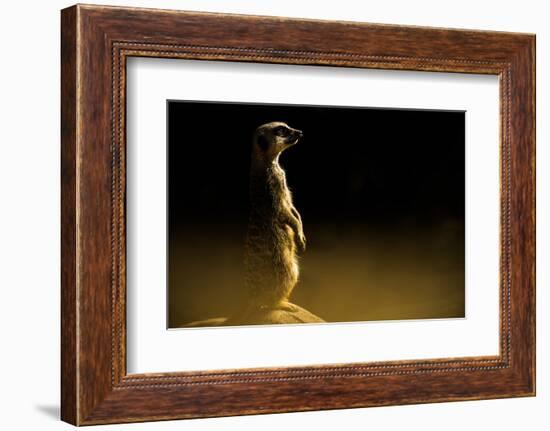 Meerkat (Suricata Suricatta), in Captivity, United Kingdom, Europe-John Alexander-Framed Photographic Print