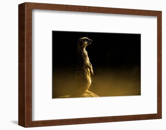 Meerkat (Suricata Suricatta), in Captivity, United Kingdom, Europe-John Alexander-Framed Photographic Print