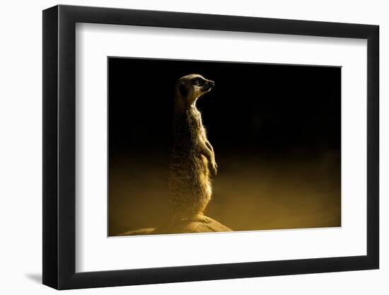 Meerkat (Suricata Suricatta), in Captivity, United Kingdom, Europe-John Alexander-Framed Photographic Print